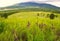 Hart Prairie and monsoon flowers, San Francisco Peaks