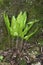 Hart`s Tongue Fern