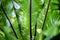 Hart`s-tongue Fern. Central part with dark stripes on the leaves