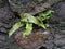 Hart`s-tongue Fern Growing out of Wall