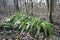 Hart\'s tongue fern in woodland