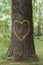 Hart shape engraved in tree