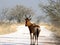 Hartebeest