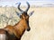 Hartebeest