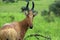 Hartebeest