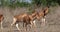 Hartebeest, alcelaphus buselaphus, Adult and Calf standing in Savanna, Masai Mara Park, Kenya,