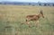 HARTEBEEST alcelaphus buselaphus, ADULT RUNNING, MASAI MARA PARK IN KENYA