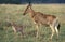 Hartebeest, alcelaphus buselaphus, Female with Cub standing in Savanna, Masai Mara Park, Kenya