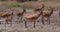 Hartebeest, alcelaphus buselaphus, Herd standing in Savanna, Adults and Cub, Nairobi Park in Kenya, Real Time