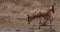 Hartebeest, alcelaphus buselaphus, Herd standing in Savanna, Adults, Nairobi Park in Kenya, Real Time