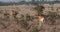 Hartebeest, alcelaphus buselaphus, Herd standing in Savanna, Masai Mara Park, Kenya,