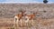 Hartebeest, alcelaphus buselaphus, Herd standing in Savanna, Masai Mara Park, Kenya,