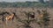 Hartebeest, alcelaphus buselaphus, Herd standing in Savanna, Masai Mara Park, Kenya,