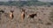 Hartebeest, alcelaphus buselaphus, Herd standing in Savanna, Masai Mara Park, Kenya,