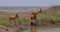 Hartebeest, alcelaphus buselaphus, Herd standing at Waterhole, Nairobi Park in Kenya, Real Time