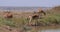 Hartebeest, alcelaphus buselaphus, Herd standing at Waterhole, Nairobi Park in Kenya, Real Time