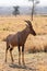 Hartebeest - Alcelaphus buselaphus, large antelope from African savannah, Serengeti, Tanzania