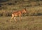 hartebeest Alcelaphus buselaphus walking