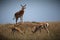 Hartebeest animals in an open field in Tanzania