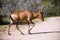 Hartebeest Antelope