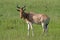 Hartebeest antelope in grasslands of Masai Mara