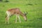 Hartebeest antelope grazing in the Maasai Mara national park (Kenya)