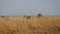 Hartebeest or cow antelope walking on wild African savannah