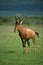 Hartebeest Dawn