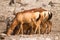 Hartebeest drinking