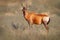 Hartebeest in the grass, Namibia in Africa. Red , Alcelaphus buselaphus caama, detail portrait of big brown African mammal in