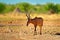 Hartebeest in the grass, Namibia in Africa. Red , Alcelaphus buselaphus caama, detail portrait of big brown African mammal in