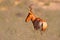 Hartebeest in the grass, Namibia in Africa. Red , Alcelaphus buselaphus caama, detail portrait of big brown African mammal in