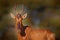 Hartebeest in the grass, Namibia in Africa. Red , Alcelaphus buselaphus caama, detail portrait of big brown African mammal in