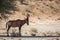 Hartebeest in Kgalagadi transfrontier park, South Africa