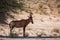 Hartebeest in Kgalagadi transfrontier park, South Africa