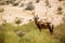 Hartebeest in Kgalagadi transfrontier park, South Africa