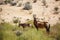 Hartebeest in Kgalagadi transfrontier park, South Africa