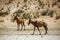 Hartebeest in Kgalagadi transfrontier park, South Africa