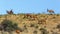 Hartebeest in Kgalagadi transfrontier park, South Africa