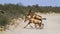 Hartebeest in Kgalagadi transfrontier park, South Africa