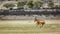 Hartebeest in Kgalagadi transfrontier park, South Africa