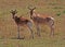 Hartebeest on the Masai Mara