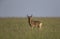 Hartebeest at Masai Mara National Park