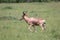 A hartebeest in the savannah of Kenya