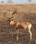 Hartebeest, Serengeti