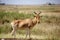 Hartebeest in the Serengeti park in Tanzania