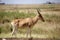 Hartebeest in the Serengeti park in Tanzania