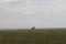 Hartebeest on Serengeti with Rain in background