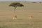 Hartebeest walking in a grass at Masai Mara Game Reserve,Africa