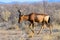 Hartebeest walking through the undergrowth